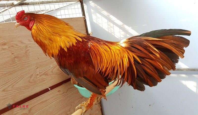 cockfighting odds explained - Understanding Cockfighting Odds Explained