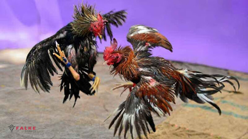 cockfighting odds explained - A Step-by-Step Learning Method